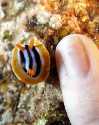 Baby Pyjama slug !!! He was about 1.5 cm in length. I use... by Anel Van Veelen 